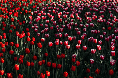 Red tulips