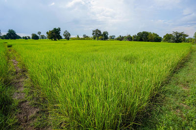 Scenic view of agricultural field against sky