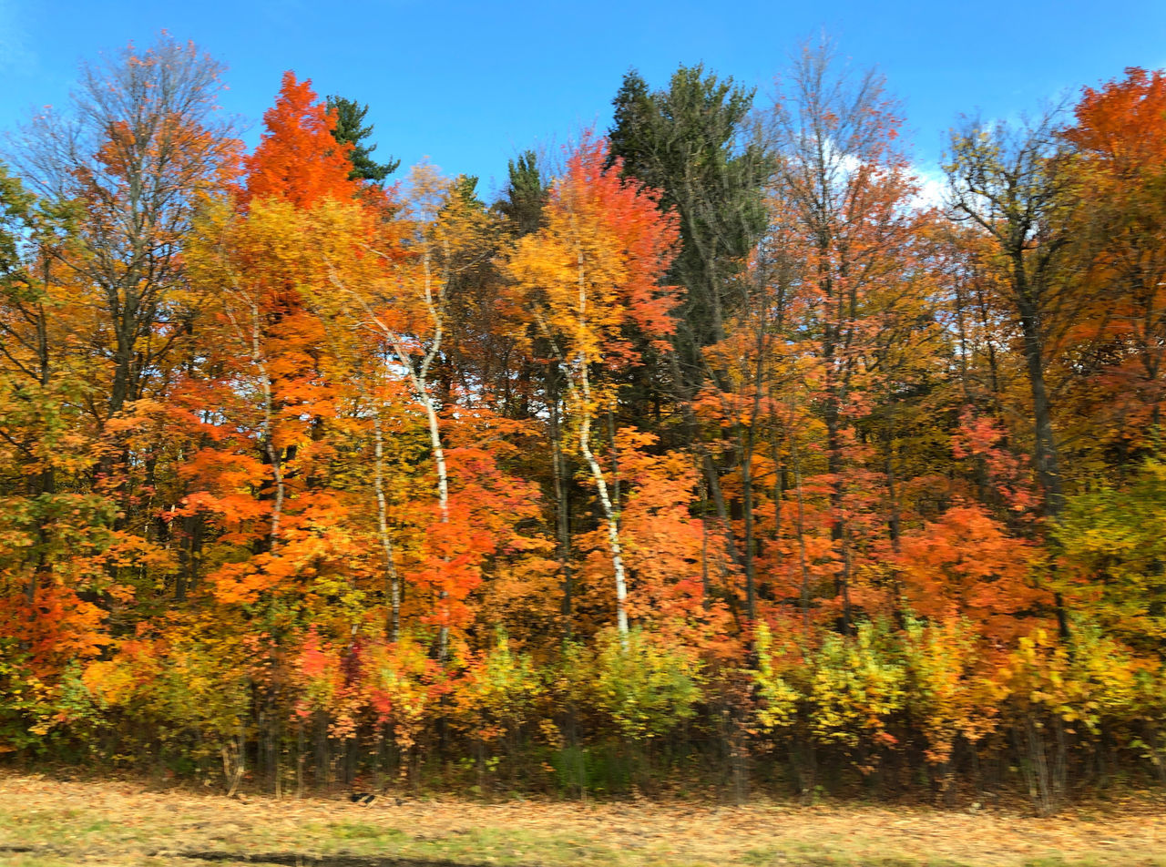 AUTUMN TREES BY LAKE IN FOREST