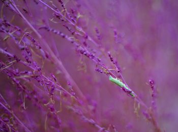 Close-up of purple flowering plant