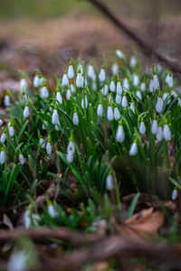 Close-up of dew drops on grass