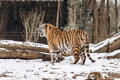 Tiger in a zoo