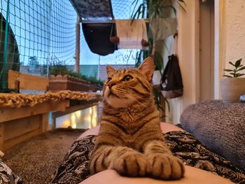 Cat sitting on sofa at home