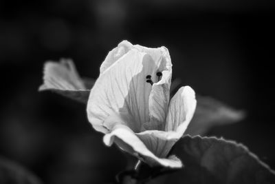 Close-up of white flowering plant