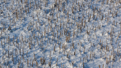 Full frame shot of snow