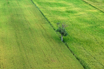 High angle view of lizard on land