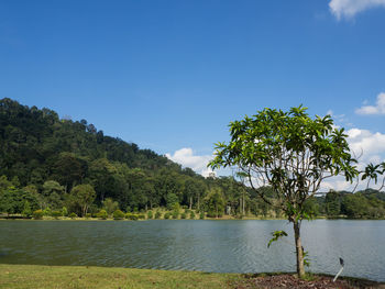 Scenic view of lake by trees against sky