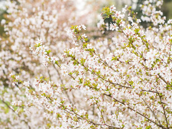 Close-up of white cherry blossom tree