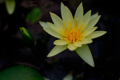 Close-up of yellow water lily