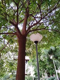 Low angle view of street light by tree against building