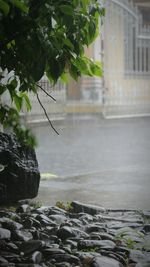 Plant growing in water