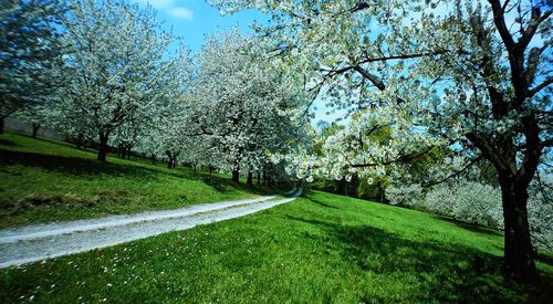 View of blooming tree in park