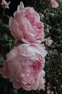 Close-up of pink rose