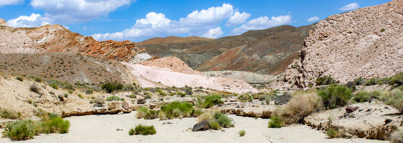 Healthy green vegetation growing amid the dry desert landscape. located in red rock canyon ca