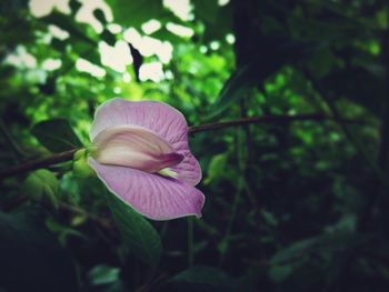 Close-up of purple flower blooming outdoors