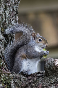 Close-up of squirrel