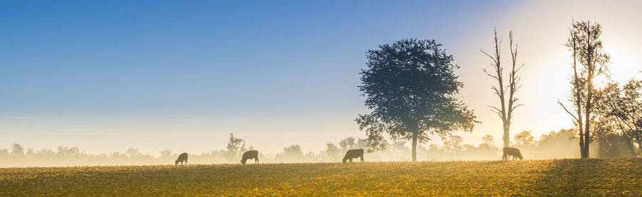 Trees on field against sky