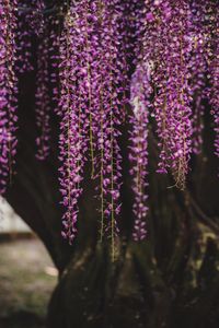 Close-up of purple flowering plant