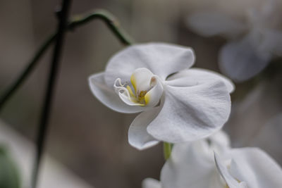 Close-up of white rose flower