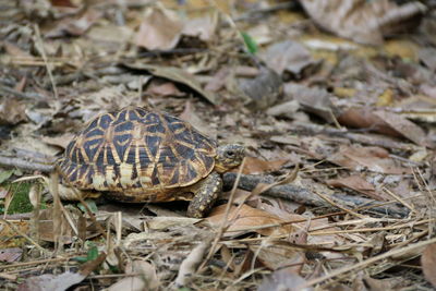Close-up of lizard on dry leaves