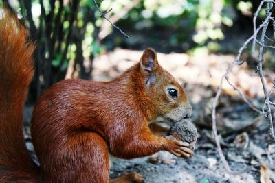 Close-up of squirrel on field in forest