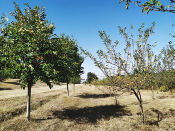 Trees on field against sky