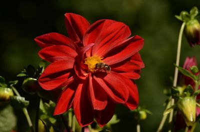 Close-up of bee on red flower