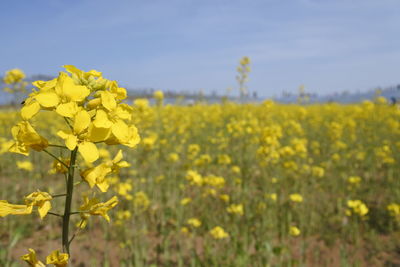 Yellow flowering plants on field