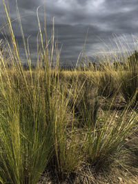 Grass growing on field against sky