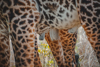 Giraffes in zoo