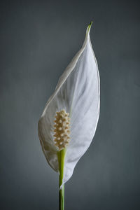 Close-up of white flower against gray background