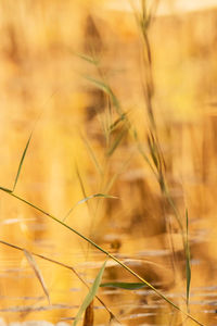 Close-up of wheat plants