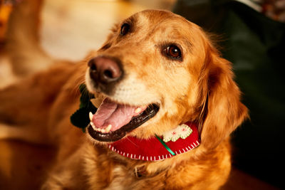 Close-up of dog looking away