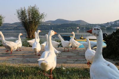 Flock of birds on the field