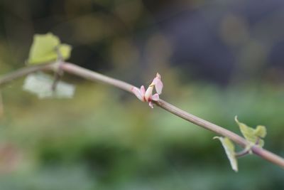 Close-up of red flowering plant