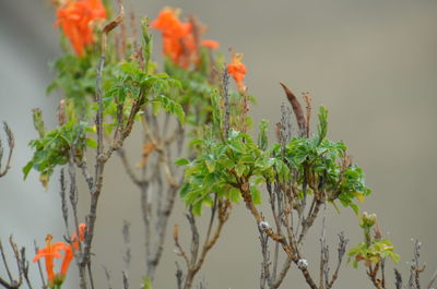 Close-up of flowers against blurred background