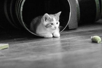 Portrait of cat sitting on table