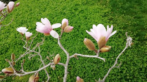 Close-up of flowers growing outdoors