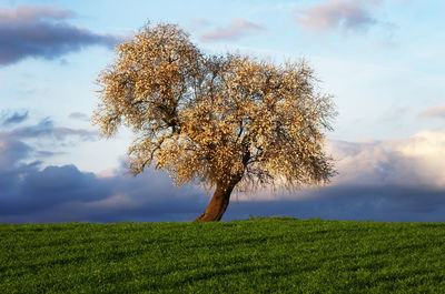 Tree on field against sky