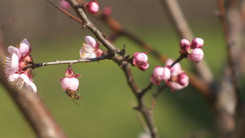 Close-up of pink cherry blossom tree