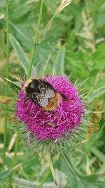 Close-up of bee on purple flower