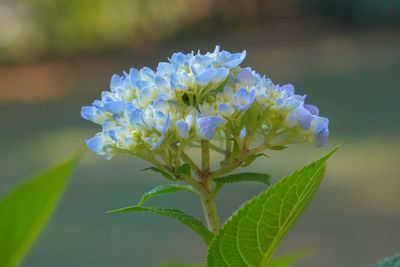 Close-up of purple flowering plant