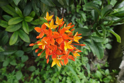 Close-up of orange flowering plant in park
