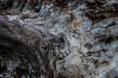 Full frame shot of tree trunk