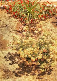 High angle view of flowers growing in field