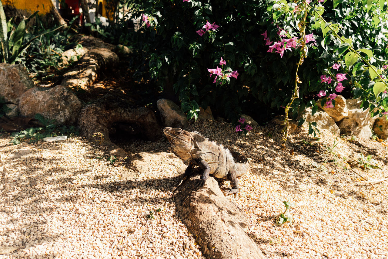 nature, animal themes, plant, animal, sunlight, animal wildlife, no people, one animal, day, wildlife, lizard, reptile, growth, high angle view, land, garden, outdoors, shadow, beauty in nature, tree, flower, soil