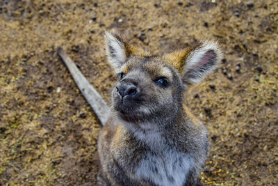High angle portrait of meerkat on field