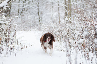 Dog in snow covered forest