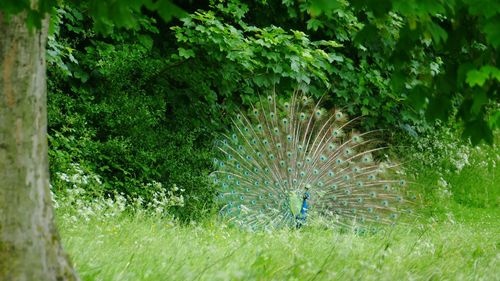 Fanned out peacock in forest