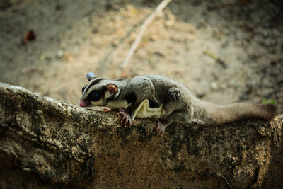 View of an animal on rock